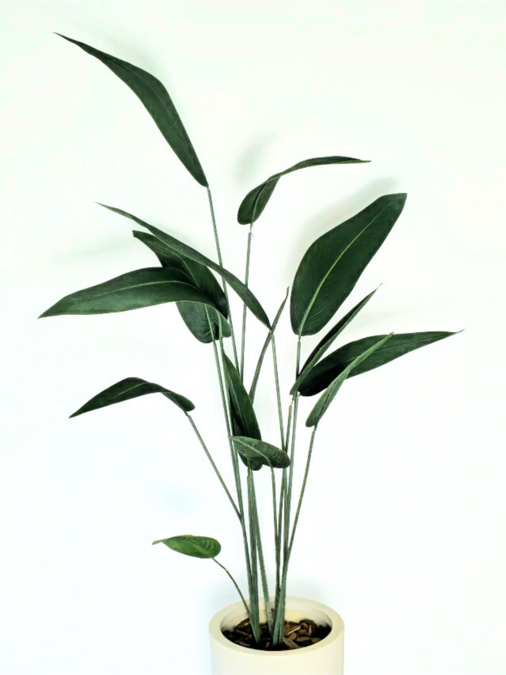 Árvore de Folha de Estrelícia (1,50m H)