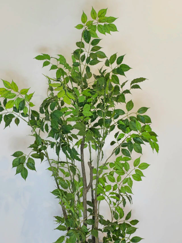 Árvore de Folha de Limão (1,20m H)