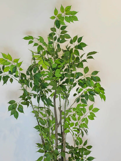 Árvore de Folha de Limão (1,20m H)