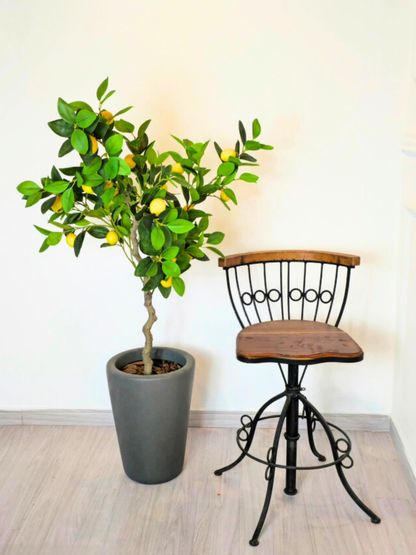 Árvore de Limão Siciliano (1,20m H)