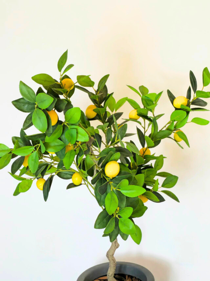Árvore de Limão Siciliano (1,20m H)