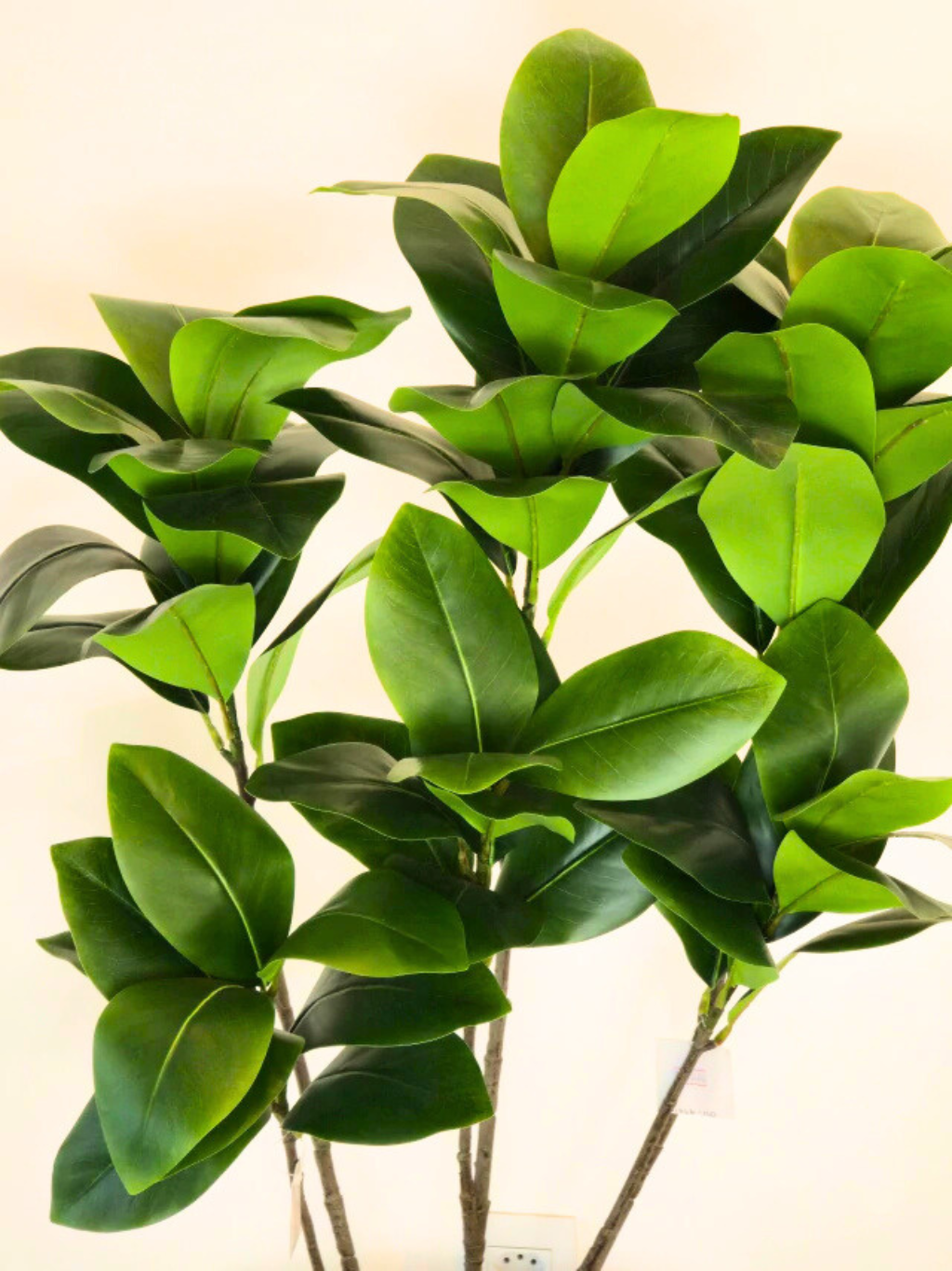 Árvore de Magnólia (1m H)