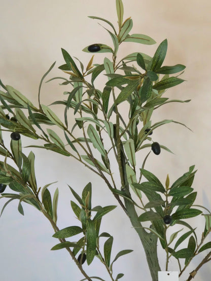 Árvore de Oliveira (1m H)