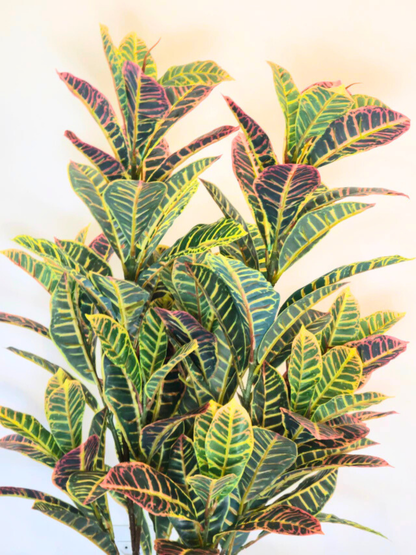 Croton (1m H)