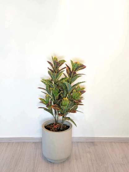 Croton (1m H)