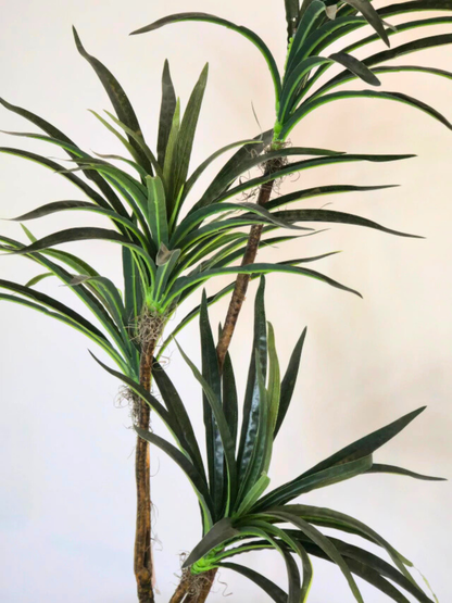 Dracena Toque Real (1m H)