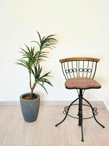 Dracena Toque Real (1m H)