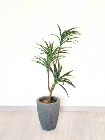 Dracena Toque Real (1m H)