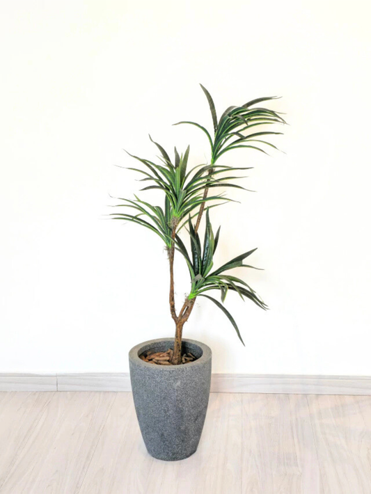 Dracena Toque Real (1m H)