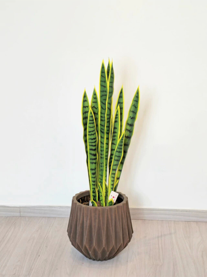 Espada de Santa Bárbara (90cm H)