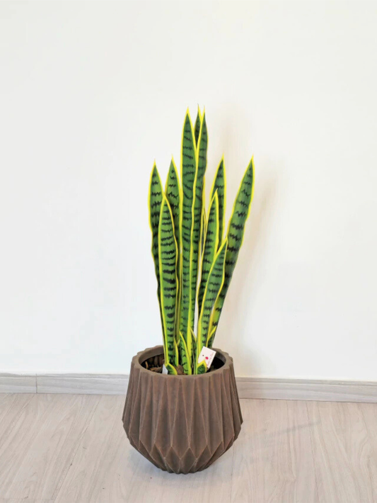 Espada de Santa Bárbara (90cm H)