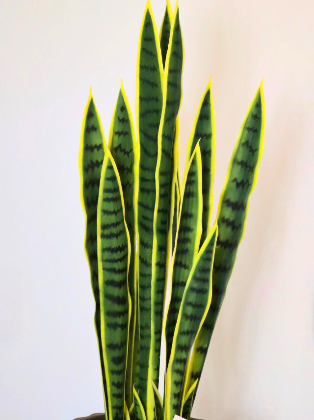 Espada de Santa Bárbara (90cm H)