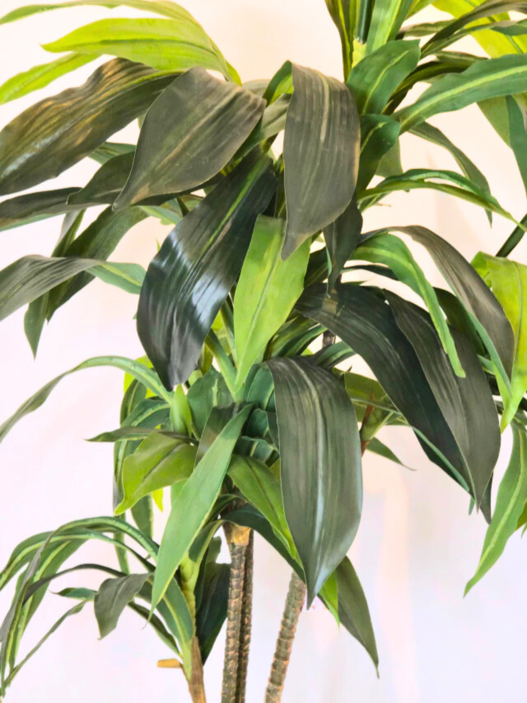 Árvore de Dracena Verde (1,20m H)