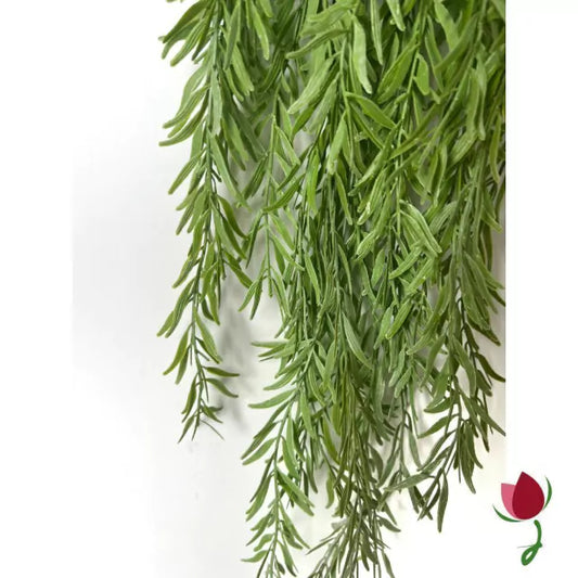 Folhagem Afrocarpus