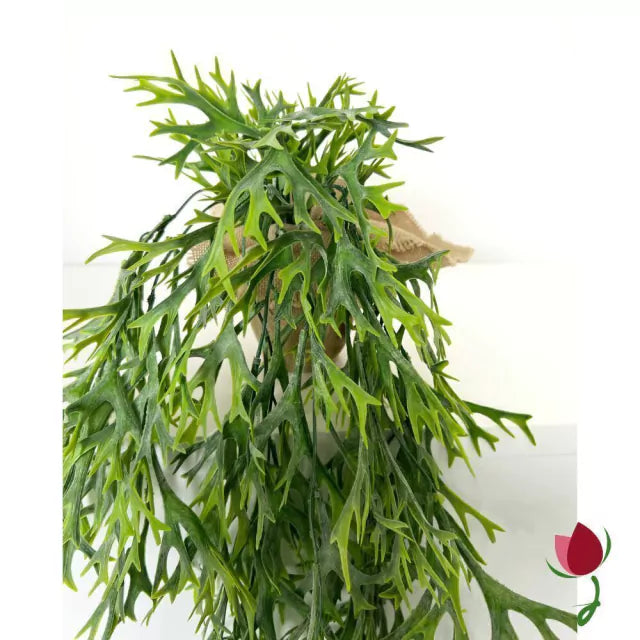 Folhagem Chifre de Veado