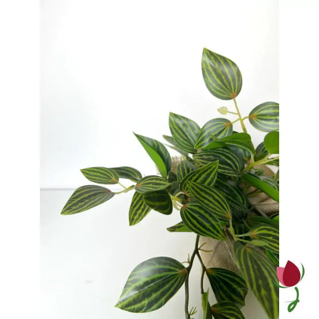 Folhagem Melancia