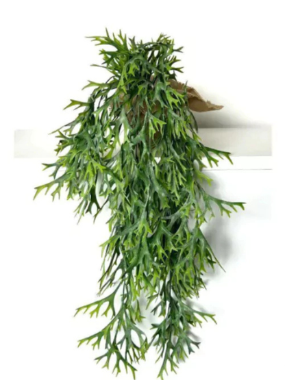 Folhagem Chifre de Veado