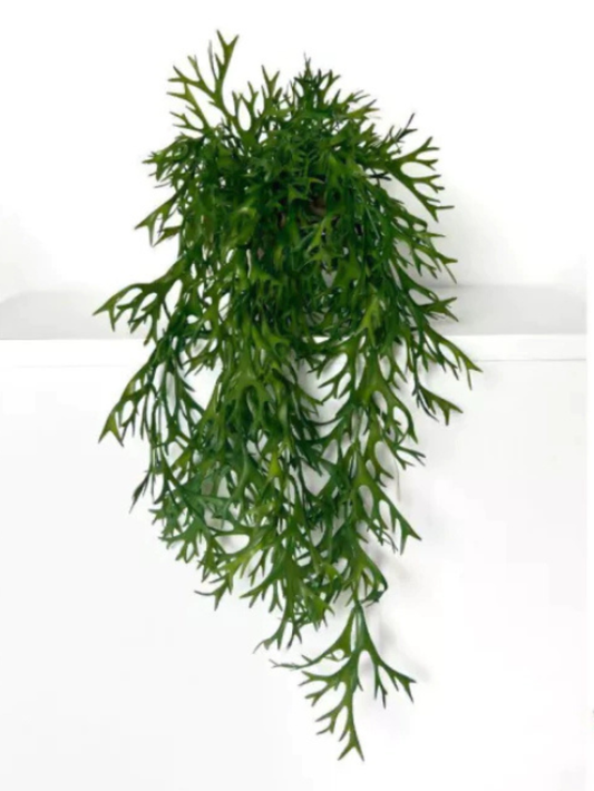 Folhagem Chifre de Veado 02