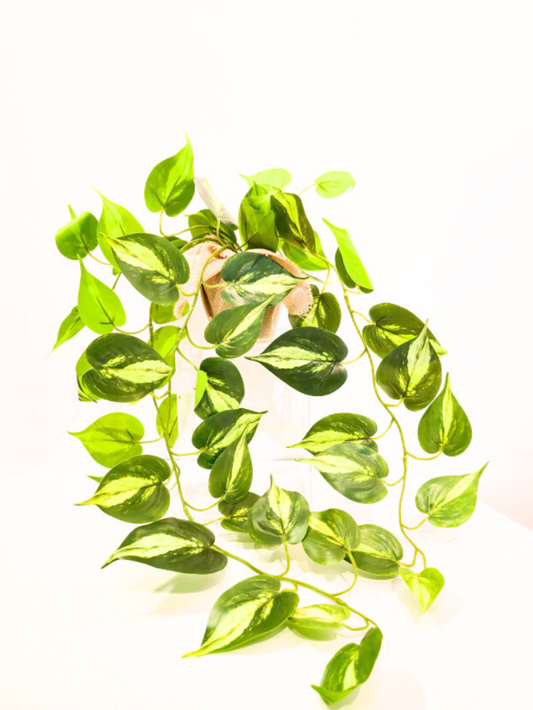 Folhagem Jiboia M (Mesclada)