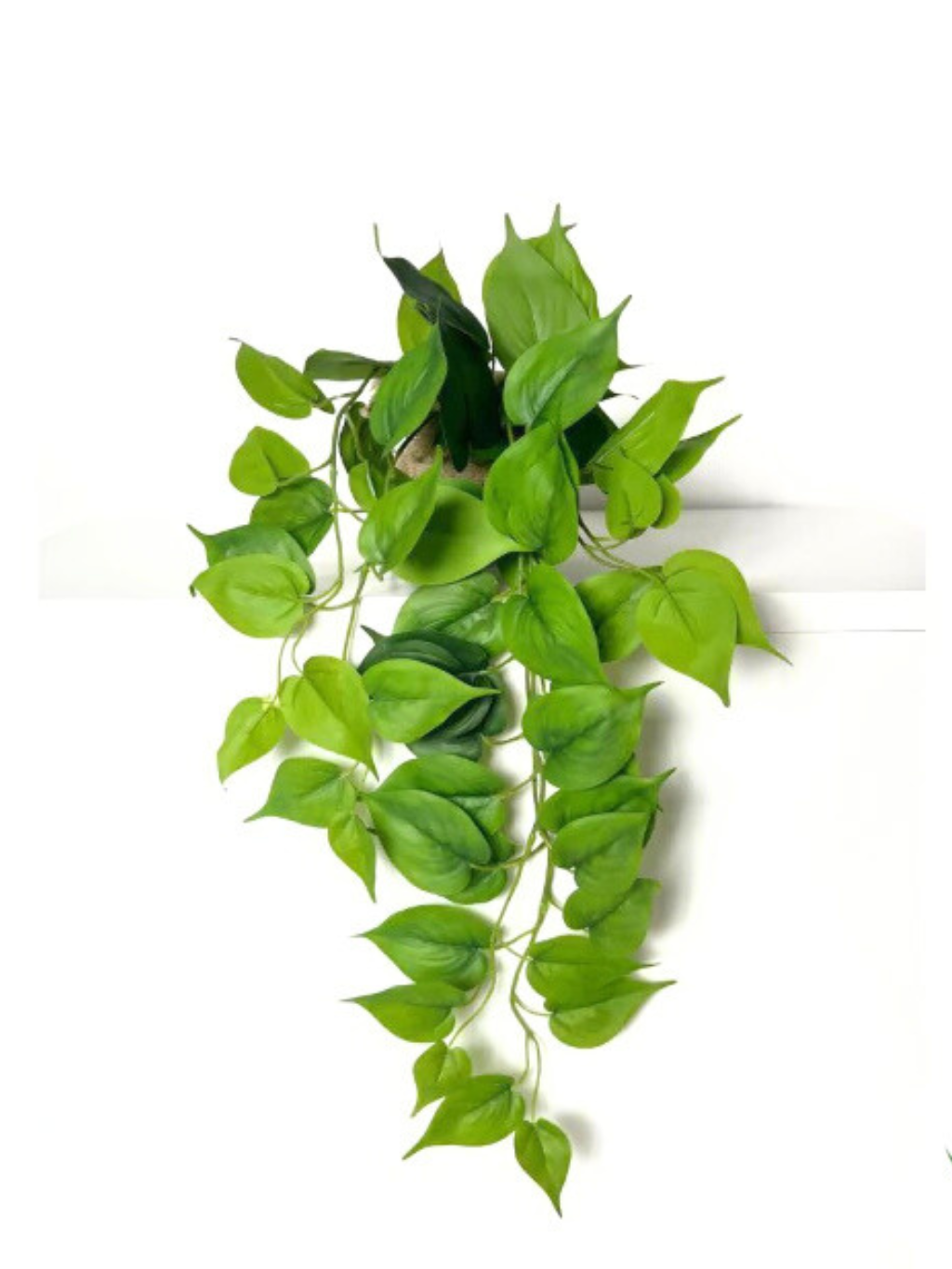 Folhagem Jiboia M (Verde)