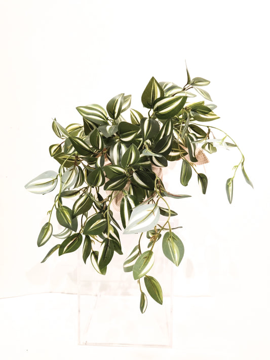 Folhagem Lambari (Verde)