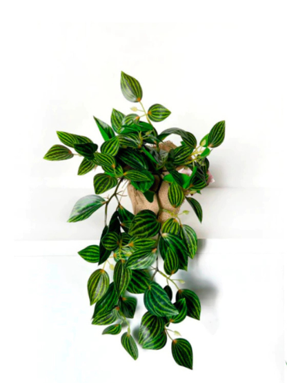 Folhagem Melancia