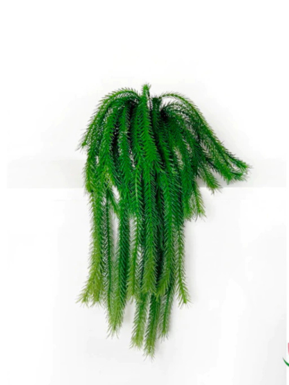 Folhagem Rabo de Macaco