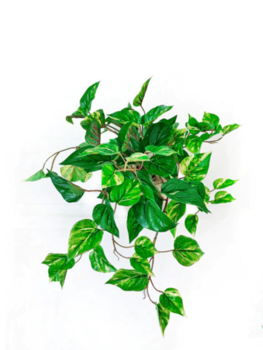 Jiboia Proteção UV