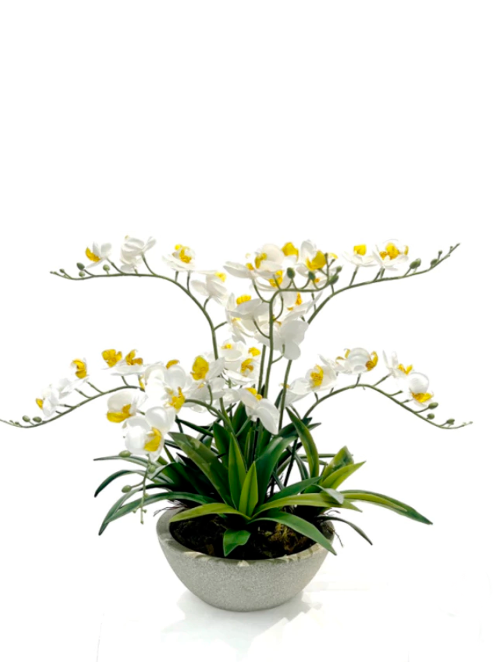 Orquídeas Bali M Brancas  | Vaso Cinza