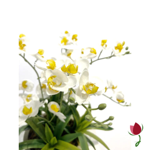 Orquídeas Bali M Brancas  | Vaso Cinza