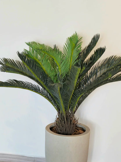 Palmeira Cycas (90cm H)