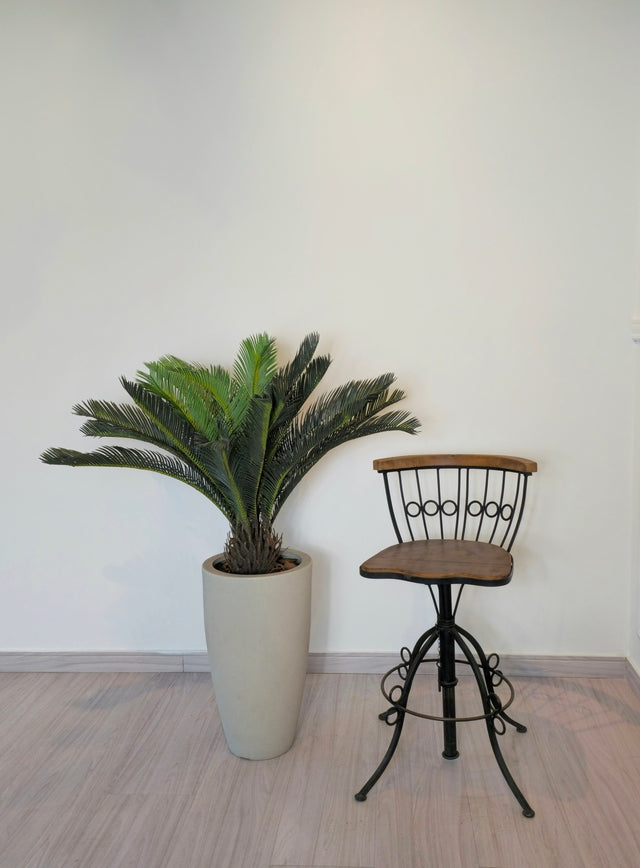 Palmeira Cycas (90cm H)