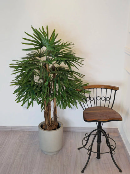 Palmeira Raphis (1,20m H)