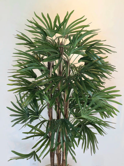 Palmeira Raphis (1,50m H)