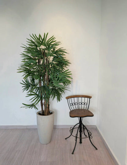 Palmeira Raphis (1,50m H)