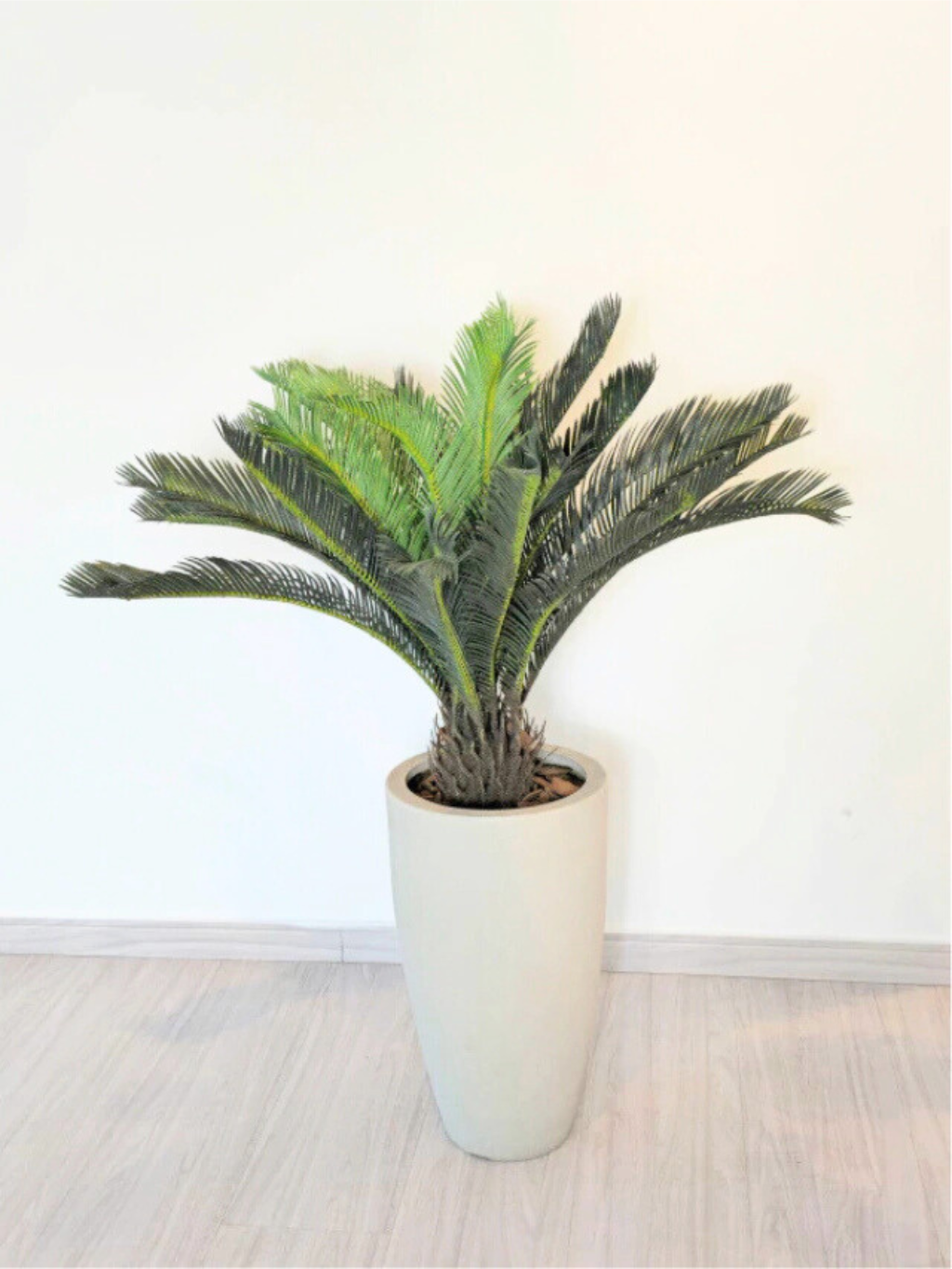 Palmeira Cycas (90cm H)