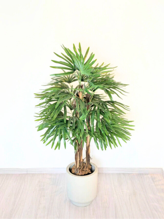 Palmeira Raphis (1,20m H)