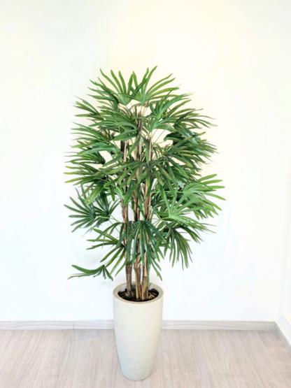 Palmeira Raphis (1,50m H)
