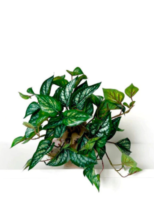 Peperômia Melancia Proteção UV