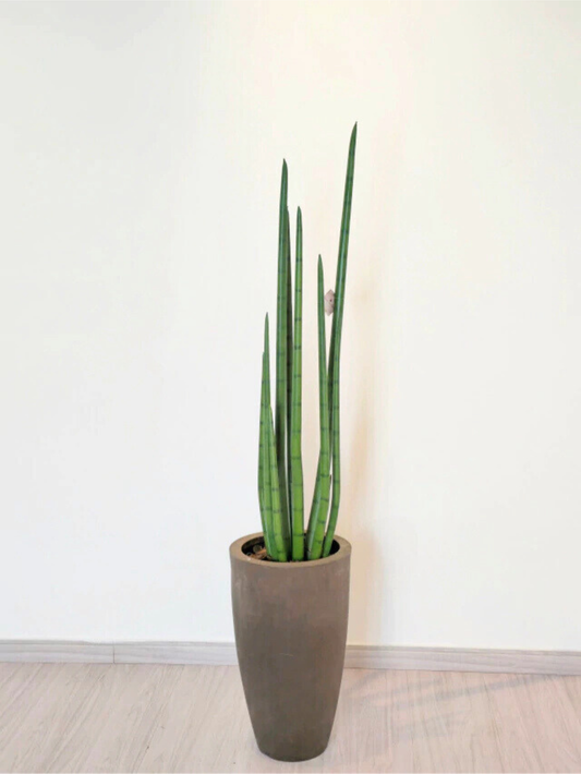 Rabo de Tatu (1,25m H)