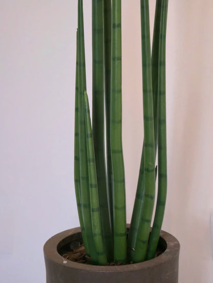 Rabo de Tatu (1,25m H)