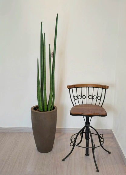 Rabo de Tatu (1,25m H)