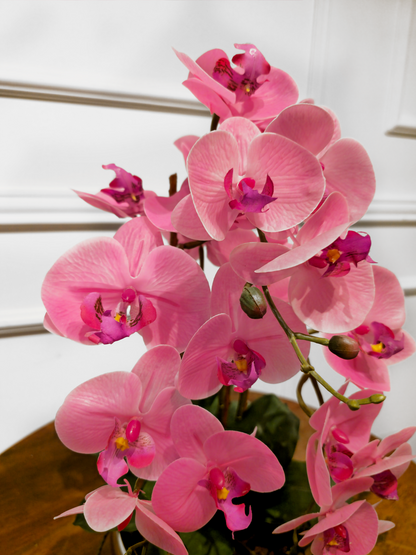 Arranjo Permanente Orquídeas Dupla Silver Rosa