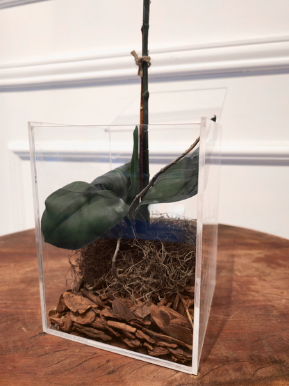 Arranjo Permanente Orquídea P Solo Box Branca