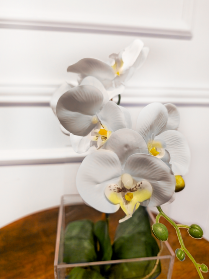 Arranjo Permanente Orquídea P Solo Box Branca