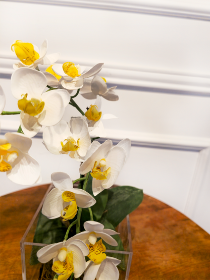 Arranjo Permanente Mini Orquídea Solo Box Branca
