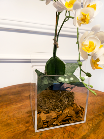 Arranjo Permanente Mini Orquídea Solo Box Branca