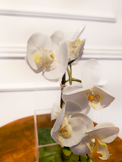 Arranjo Permanente Orquídea Solo Box Branca