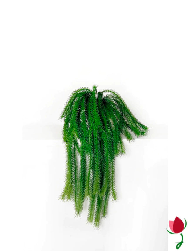 Folhagem Rabo de Macaco