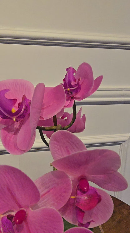 Arranjo Permanente Orquídea Solo Box Rosa